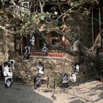 magictree 1