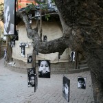 magictree 2