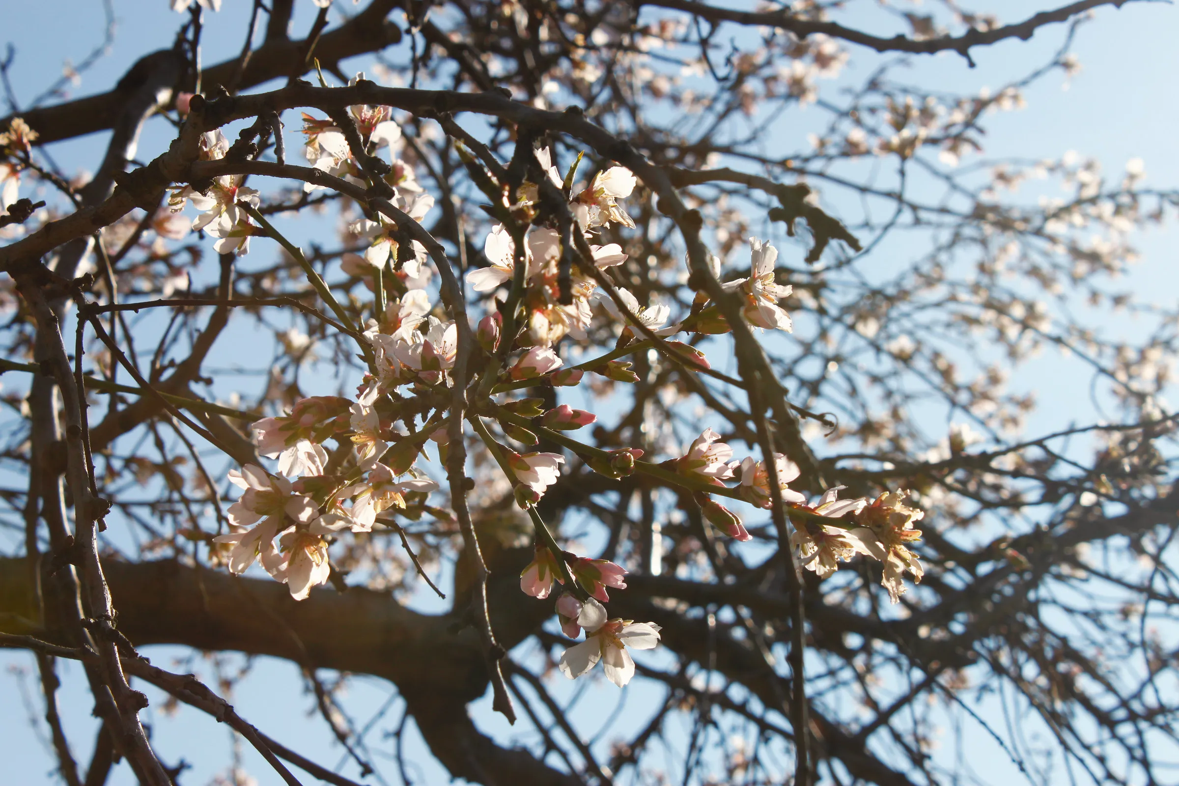 Branches with pale blossoms against a blue sky.