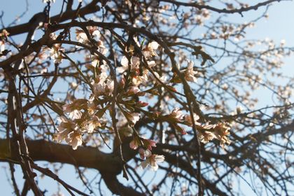 Branches with pale blossoms against a blue sky.