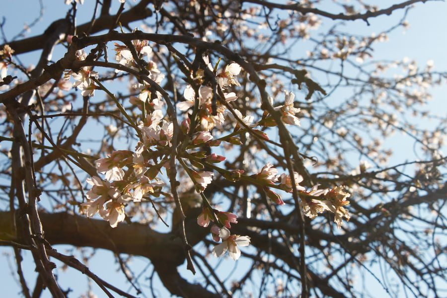 Branches with pale blossoms against a blue sky.