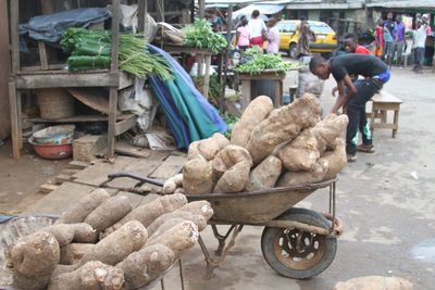 A wheelbarrow of large roots at a market.