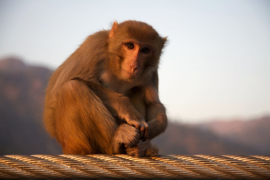 A monkey sitting on a thick rope.